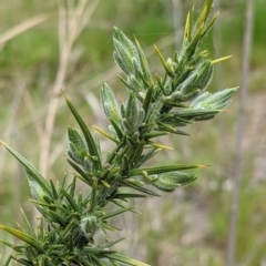 Ulex europaeus at Beechworth Historic Park - 17 Sep 2021