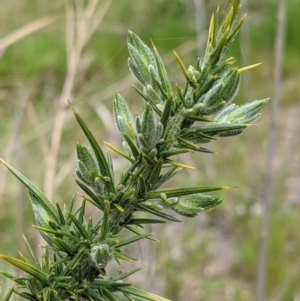 Ulex europaeus at Beechworth Historic Park - 17 Sep 2021