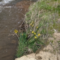 Ulex europaeus at Beechworth Historic Park - 17 Sep 2021 12:17 PM