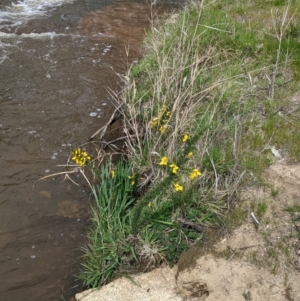 Ulex europaeus at Beechworth Historic Park - 17 Sep 2021