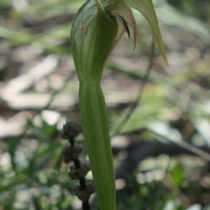 Pterostylis nutans at Gundaroo, NSW - 17 Sep 2021