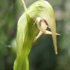 Pterostylis nutans at Gundaroo, NSW - 17 Sep 2021