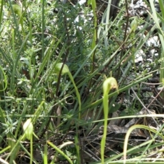 Pterostylis nutans at Gundaroo, NSW - suppressed