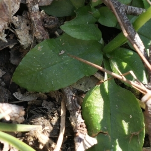 Pterostylis nutans at Gundaroo, NSW - 17 Sep 2021