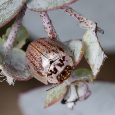 Paropsisterna m-fuscum (Eucalyptus Leaf Beetle) at Hawker, ACT - 14 Sep 2021 by AlisonMilton