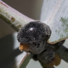 Coccinellidae (family) at Scullin, ACT - 14 Sep 2021