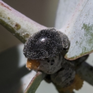 Coccinellidae sp. (family) at Scullin, ACT - 14 Sep 2021
