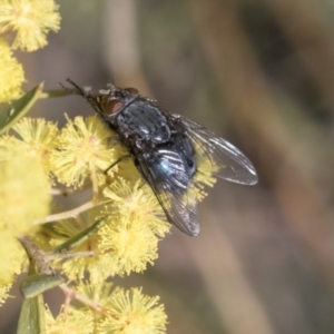 Calliphora vicina at Scullin, ACT - 14 Sep 2021 12:13 PM