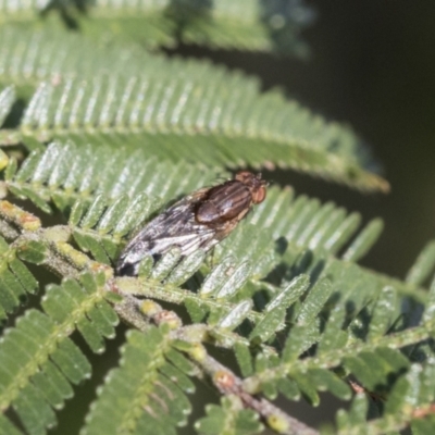 Unidentified Bristle Fly (Tachinidae) at Scullin, ACT - 14 Sep 2021 by AlisonMilton