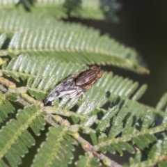 Unidentified Bristle Fly (Tachinidae) (TBC) at Scullin, ACT - 14 Sep 2021 by AlisonMilton