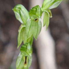 Bunochilus umbrinus (Broad-sepaled Leafy Greenhood) at Black Mountain - 17 Sep 2021 by Sarah2019