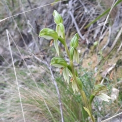 Bunochilus umbrinus (ACT) = Pterostylis umbrina (NSW) at suppressed - suppressed