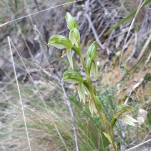 Bunochilus umbrinus (ACT) = Pterostylis umbrina (NSW) at suppressed - 17 Sep 2021