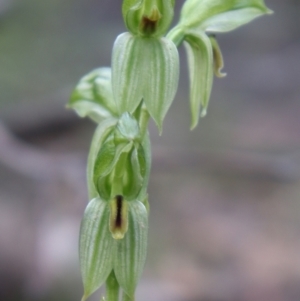 Bunochilus umbrinus (ACT) = Pterostylis umbrina (NSW) at suppressed - suppressed