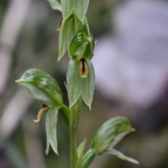 Bunochilus umbrinus (ACT) = Pterostylis umbrina (NSW) at suppressed - 17 Sep 2021