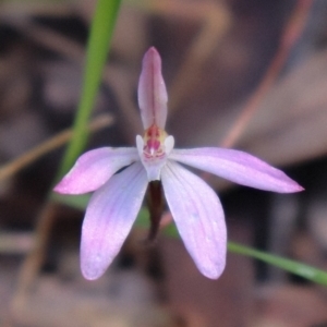 Caladenia fuscata at Acton, ACT - 17 Sep 2021