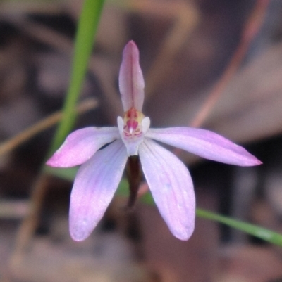 Caladenia fuscata (Dusky Fingers) at Acton, ACT - 17 Sep 2021 by Sarah2019