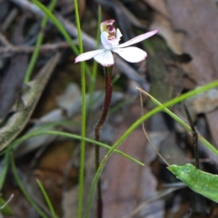 Caladenia fuscata at Acton, ACT - 17 Sep 2021