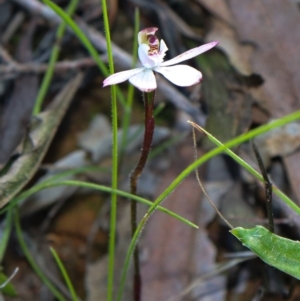 Caladenia fuscata at Acton, ACT - 17 Sep 2021