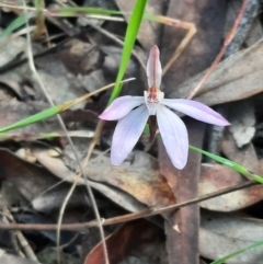 Caladenia fuscata at Acton, ACT - 17 Sep 2021