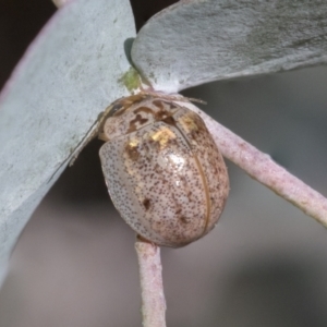 Paropsisterna m-fuscum at Scullin, ACT - 14 Sep 2021 01:27 PM