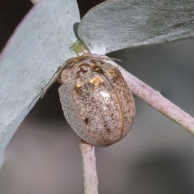 Paropsisterna m-fuscum (Eucalyptus Leaf Beetle) at Scullin, ACT - 14 Sep 2021 by AlisonMilton