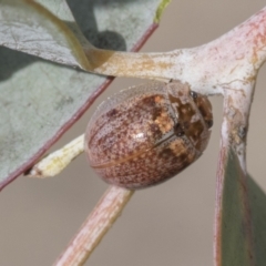 Paropsisterna m-fuscum at Scullin, ACT - 14 Sep 2021