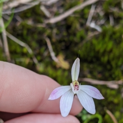 Caladenia carnea (Pink Fingers) at Beechworth, VIC - 17 Sep 2021 by Darcy