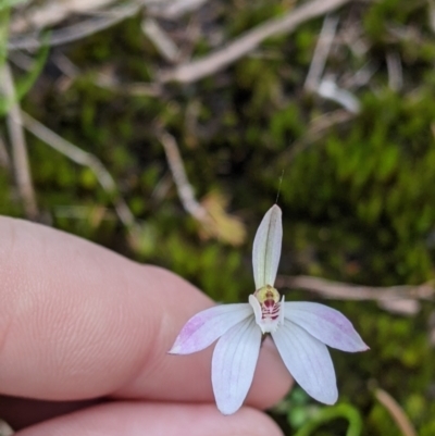Caladenia carnea (Pink Fingers) at Beechworth Historic Park - 17 Sep 2021 by Darcy