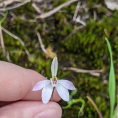 Caladenia carnea at Beechworth, VIC - suppressed