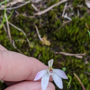 Caladenia carnea at Beechworth, VIC - 17 Sep 2021