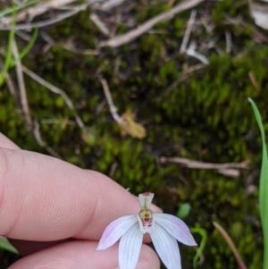 Caladenia carnea at Beechworth, VIC - 17 Sep 2021