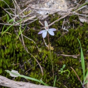 Caladenia carnea at Beechworth, VIC - suppressed