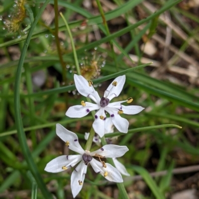 Wurmbea dioica subsp. dioica (Early Nancy) at Beechworth Historic Park - 17 Sep 2021 by Darcy