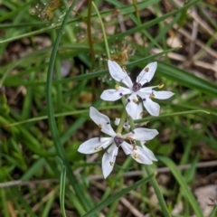 Wurmbea dioica subsp. dioica at Beechworth, VIC - 17 Sep 2021