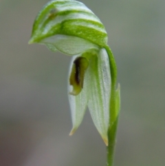 Bunochilus umbrinus (Broad-sepaled Leafy Greenhood) at Black Mountain - 17 Sep 2021 by Sarah2019