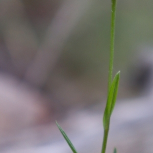 Bunochilus umbrinus (ACT) = Pterostylis umbrina (NSW) at suppressed - 17 Sep 2021