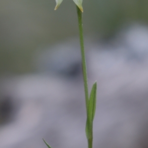 Bunochilus umbrinus (ACT) = Pterostylis umbrina (NSW) at suppressed - 17 Sep 2021