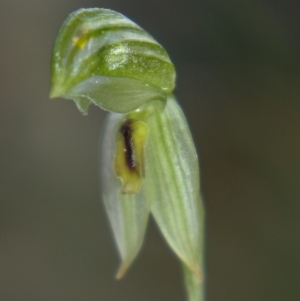 Bunochilus umbrinus (ACT) = Pterostylis umbrina (NSW) at suppressed - 17 Sep 2021