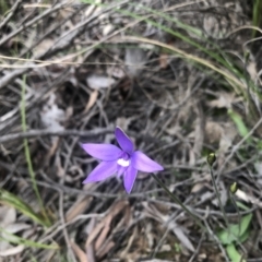 Glossodia major (Wax Lip Orchid) at Holt, ACT - 17 Sep 2021 by Dora