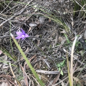 Glossodia major at Holt, ACT - suppressed