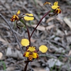 Diuris pardina (Leopard Doubletail) at Beechworth, VIC - 17 Sep 2021 by Darcy