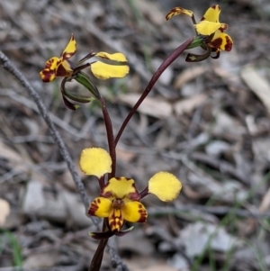 Diuris pardina at Beechworth, VIC - suppressed