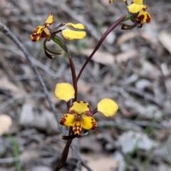 Diuris pardina at Beechworth, VIC - suppressed