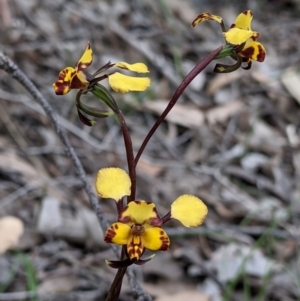 Diuris pardina at Beechworth, VIC - suppressed