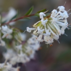 Pimelea linifolia (Slender Rice Flower) at Black Mountain - 17 Sep 2021 by Sarah2019