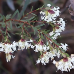 Pimelea linifolia at Acton, ACT - 17 Sep 2021