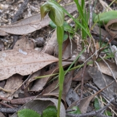 Pterostylis nutans (Nodding Greenhood) at Beechworth Historic Park - 17 Sep 2021 by Darcy