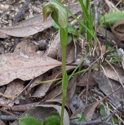 Pterostylis nutans (Nodding Greenhood) at Beechworth, VIC - 17 Sep 2021 by Darcy