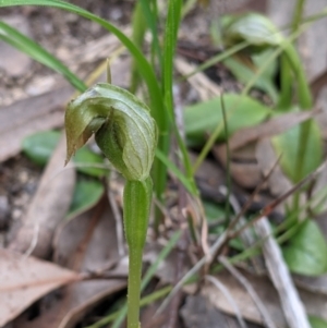 Pterostylis nutans at Beechworth, VIC - 17 Sep 2021